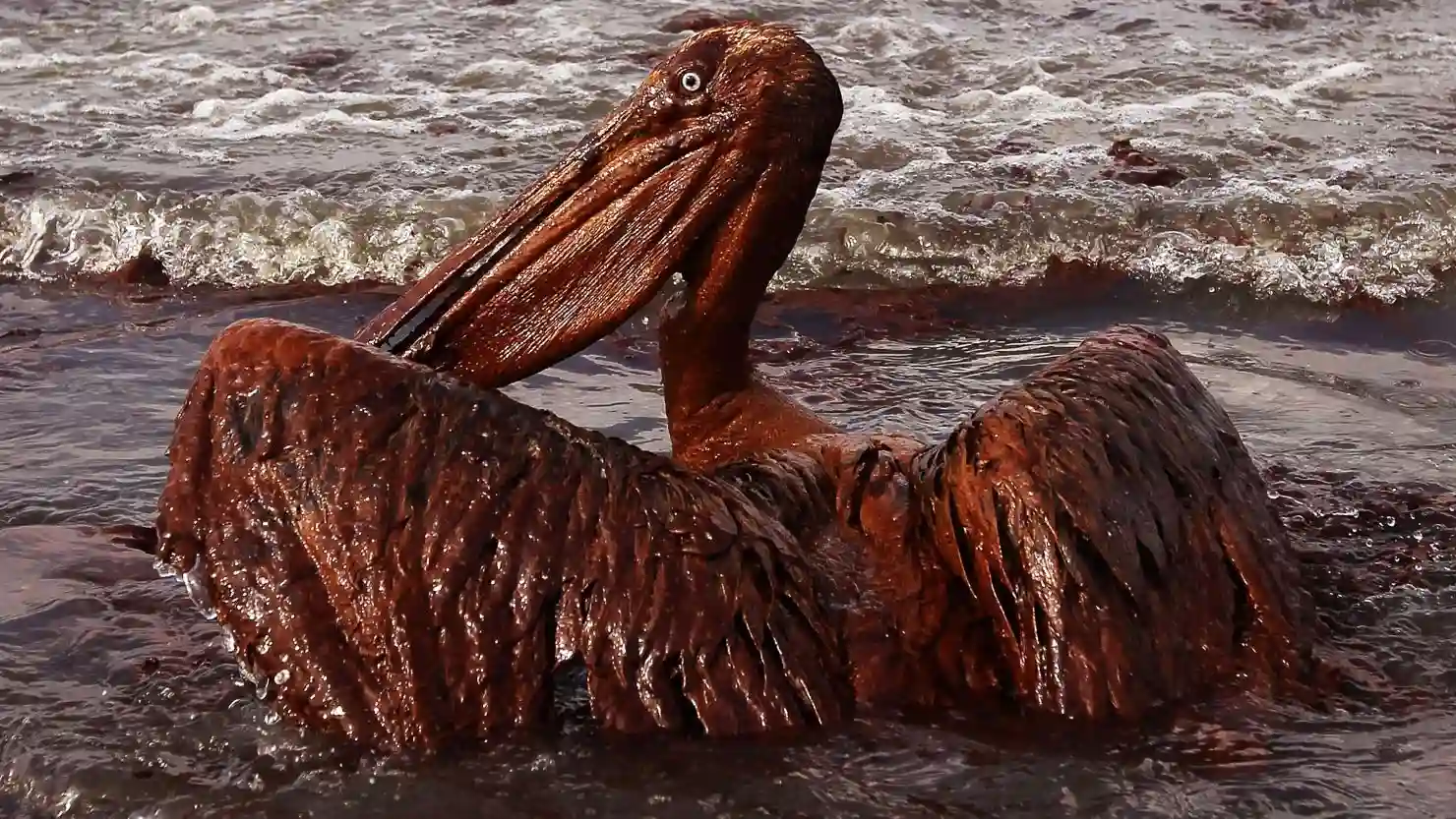 Active Oil Spill in Gulf of Mexico Damages Reefs, Wildlife