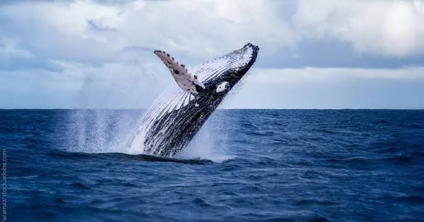 Historic High-Seas Conservation Compact Enters Force with $50 Billion Global Ocean Protection Fund