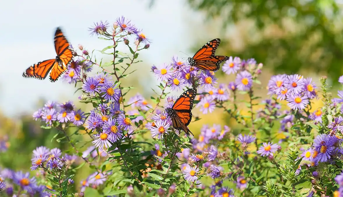 Monarch Butterflies in Mexico Surge 64% in Winter 2025-26